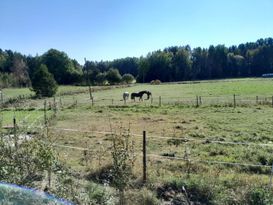 "Ruhiger und friedlicher Ort mit Pferden ringsum"