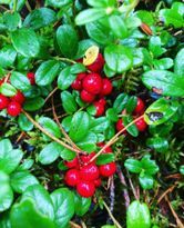 Möt hösten i lingonskogen